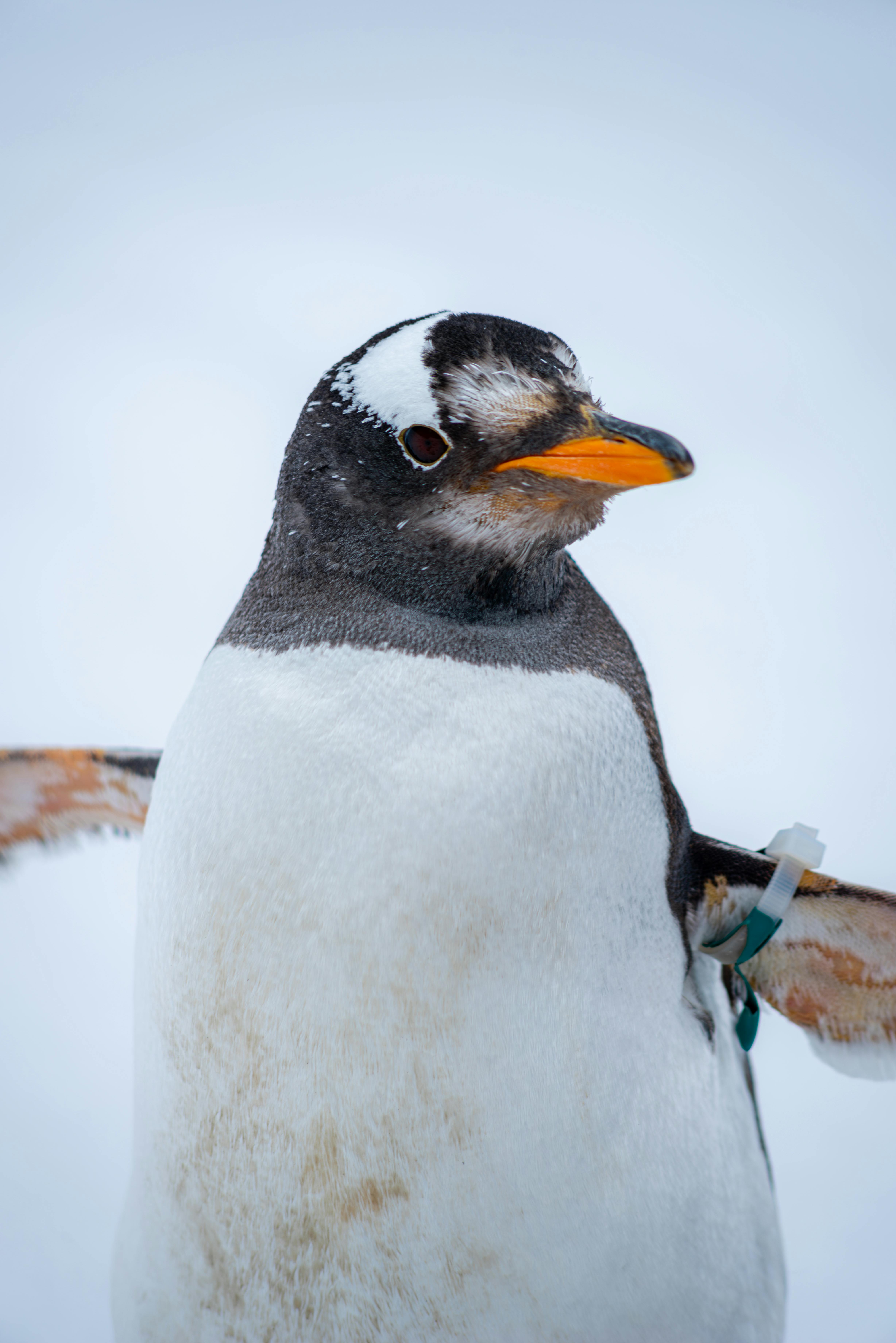 Gentoo penguin on Cuverville Island