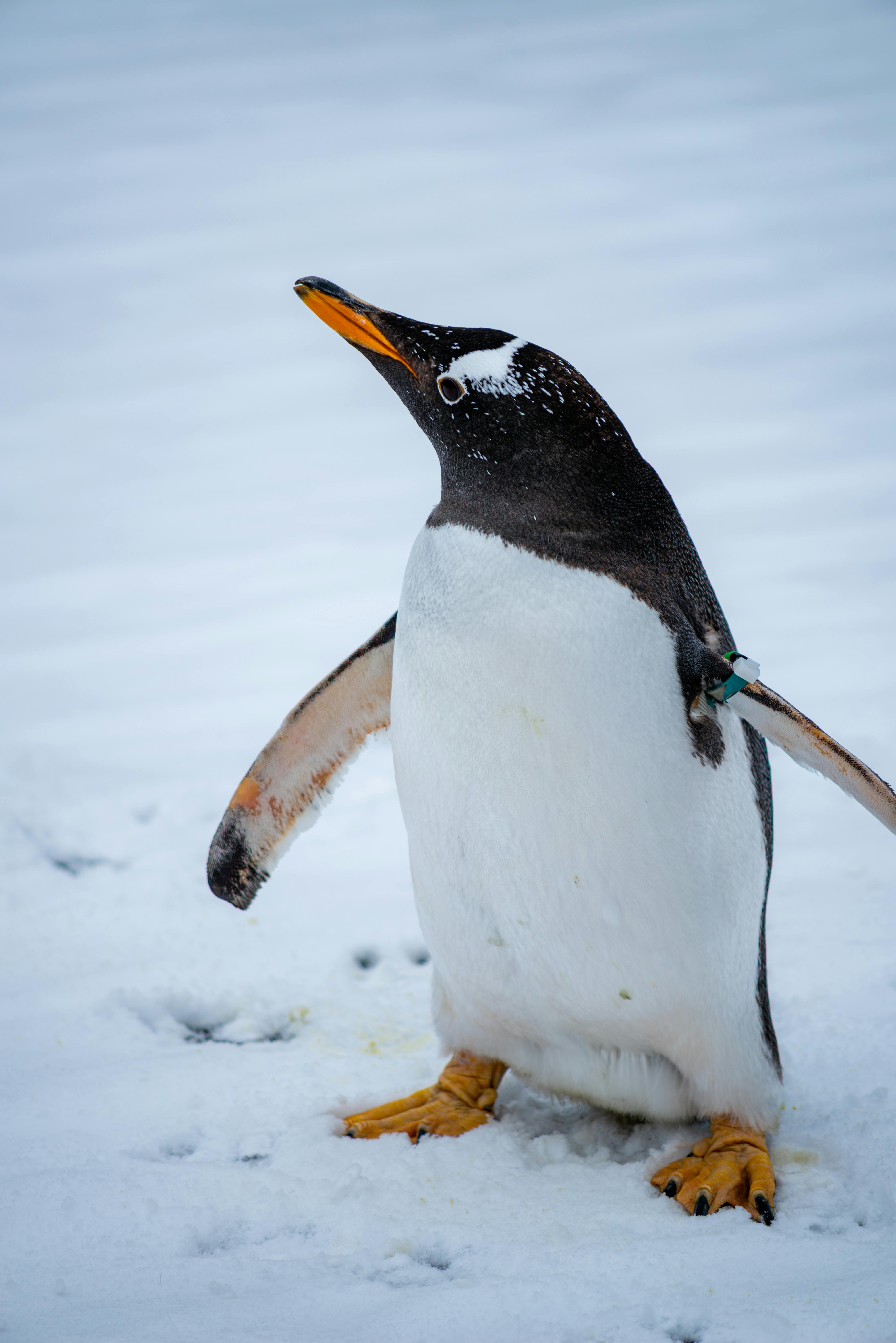 Private polar expedition photography in Antarctic waters