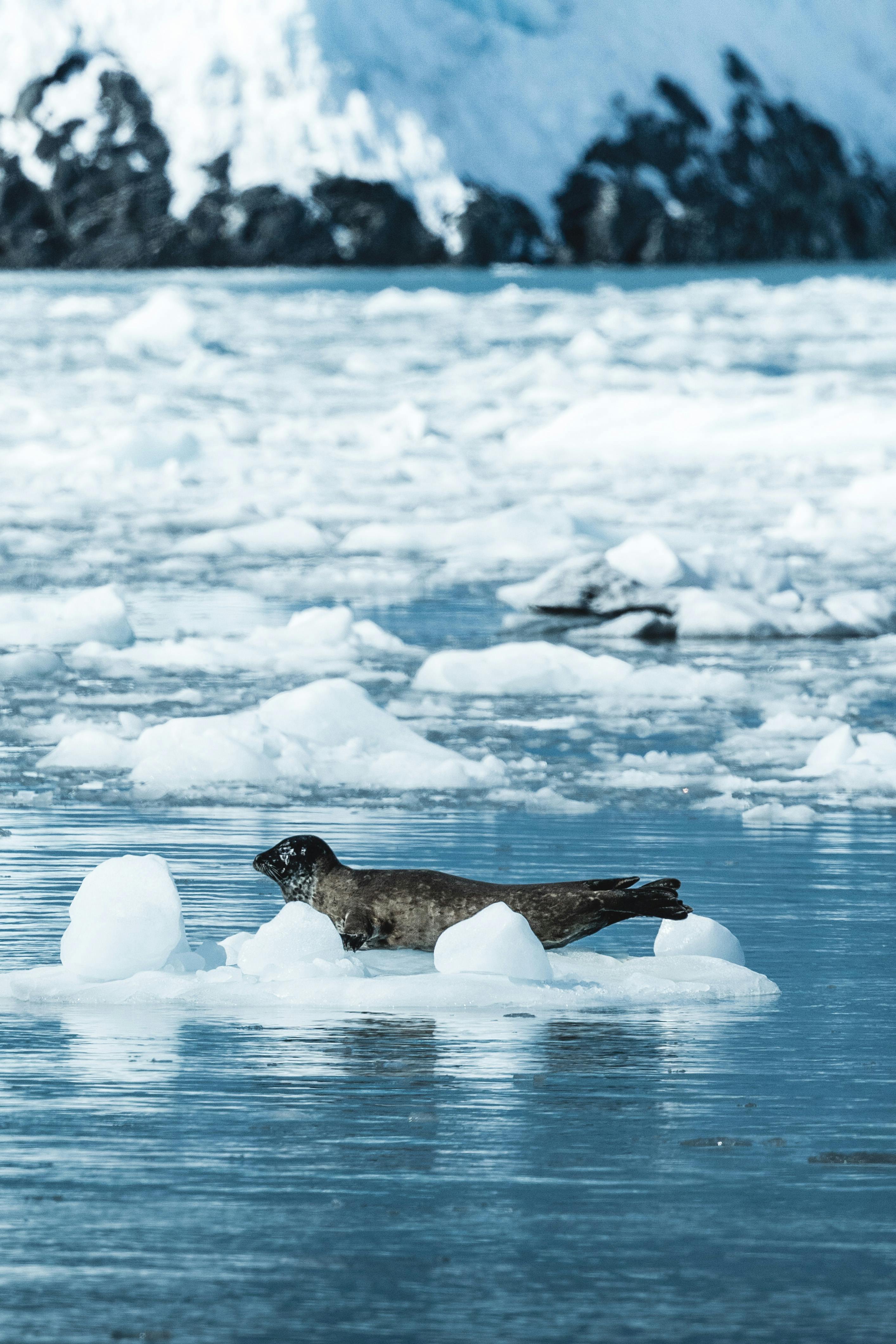 Seal resting near Yankee Harbour